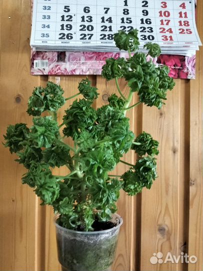 Пеларгония душистая