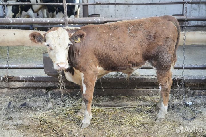 Коровы Герефорд класса класса элита и элита-рекорд