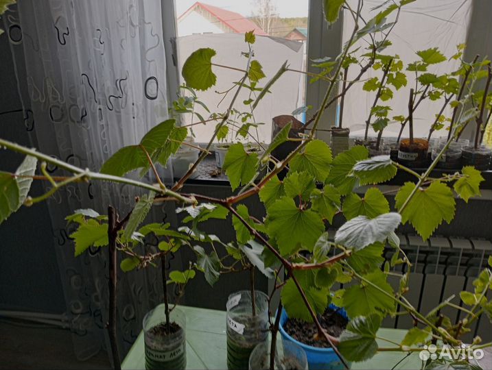 Виноград 2 года аромат лета