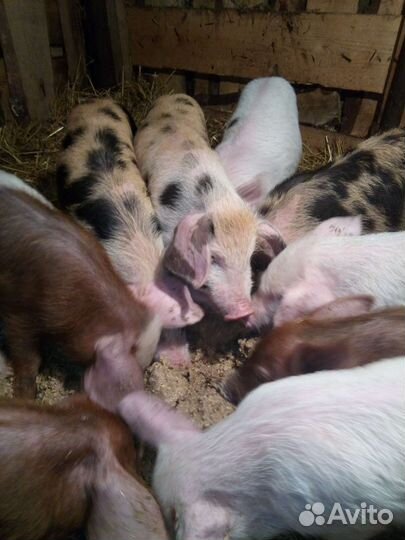 Поросята 2 месяца домашние
