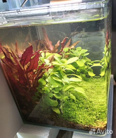 Готовый аквариум с живыми растениями
