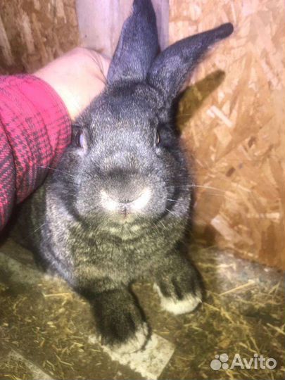 Кролик рабочий самец