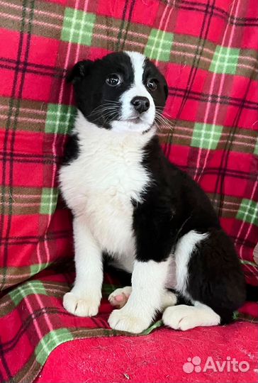 Щенок девочка в добрые руки