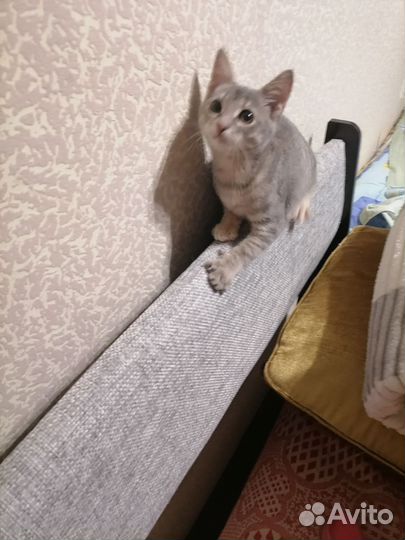 Кошки в добрые руки бесплатно