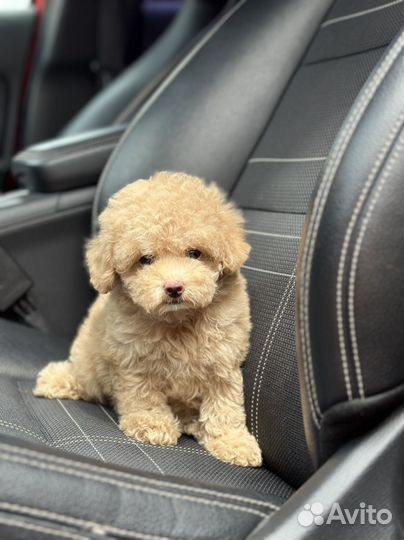 LUX maltipoo