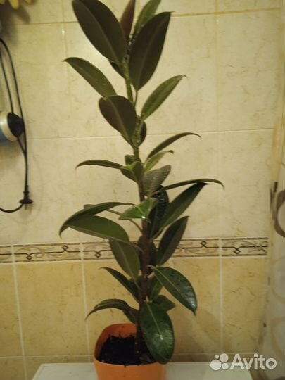 Фикус мелани