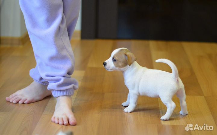 Джек рассел терьер щенки