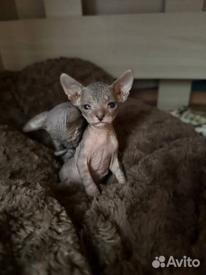 Донской сфинкс