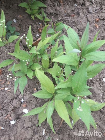 Дейция почвопокровная. цвет белый