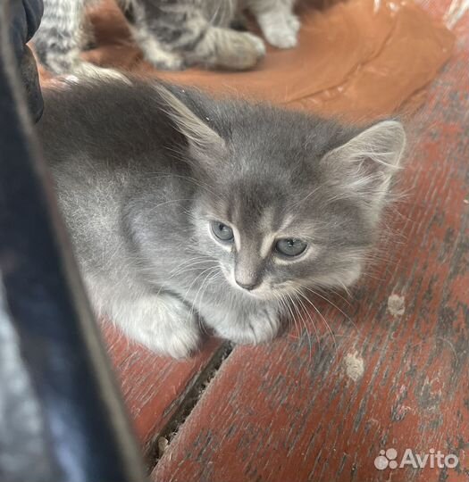 Котята в добрые руки бесплатно