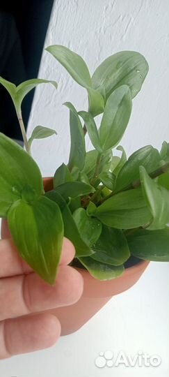 Традесканция