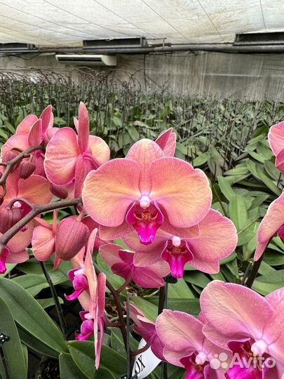 Орхидея фаленопсис Wedding dress Свадебное платье