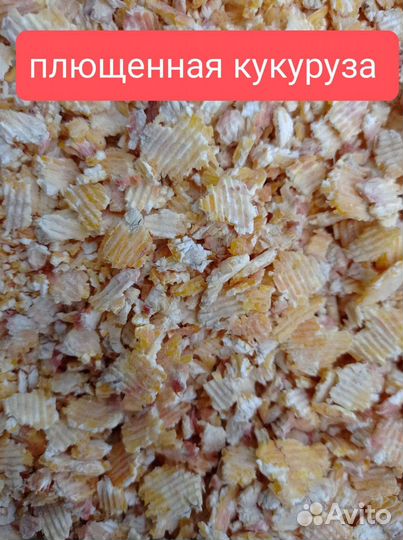 Плющеное зерно