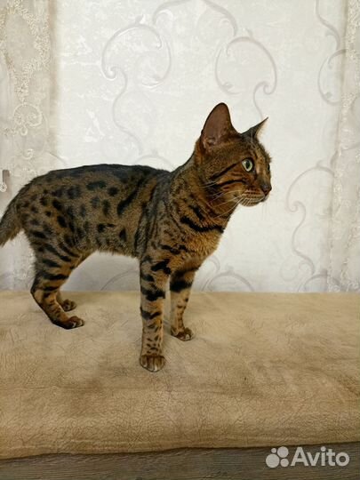 Бенгальская кошка