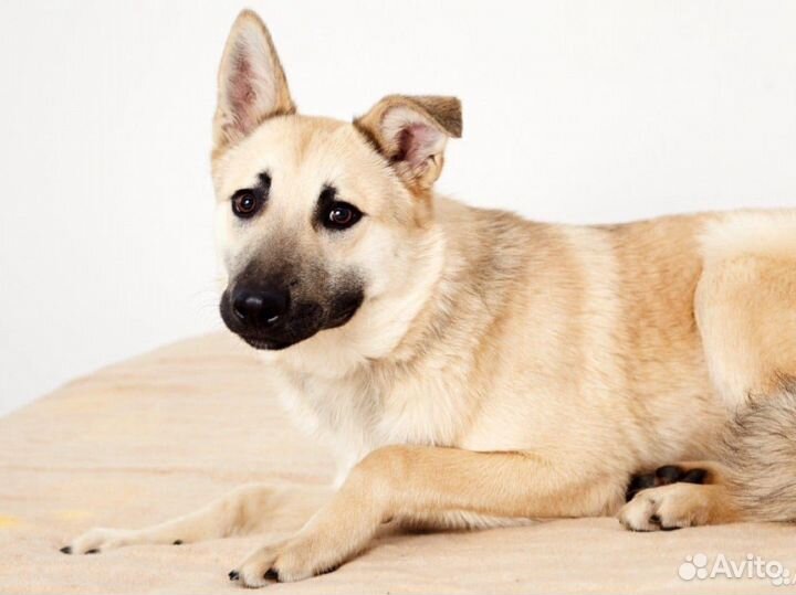 Метис швейцарской овчарки в добрые руки