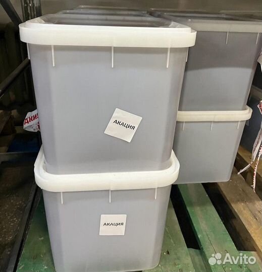 Акация свежая оптом