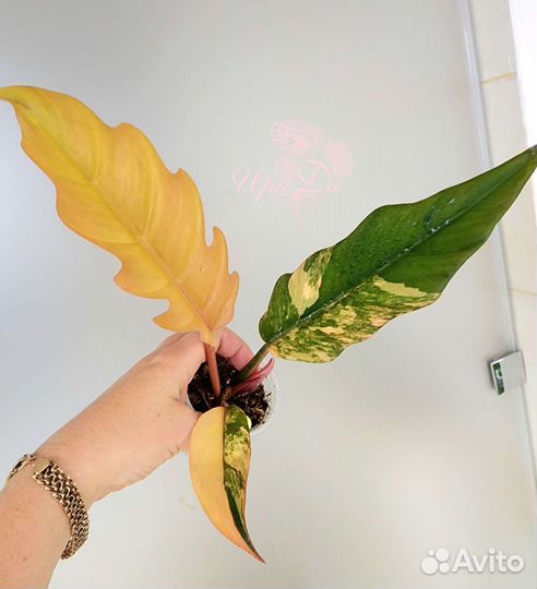 Филодендрон карамель марбл