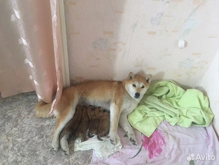 Рыжее счастье, сиба ину