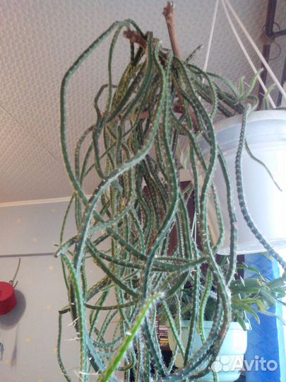 Кактус плетевидный оригинальный