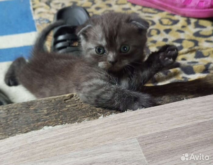 Вислоухие котята