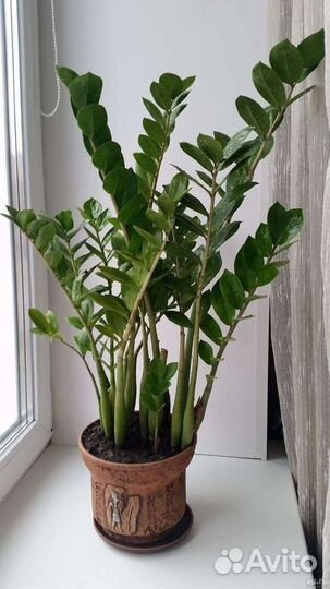 Замиокулькaс