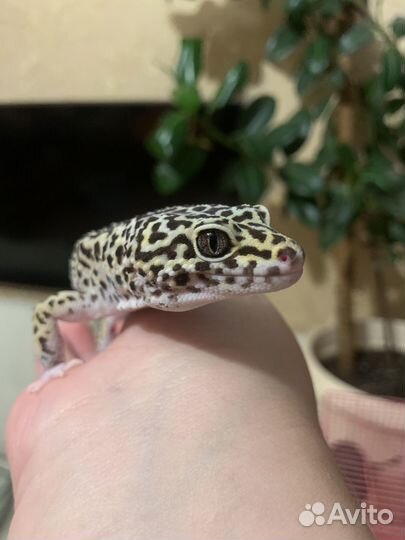 Эублефар самец