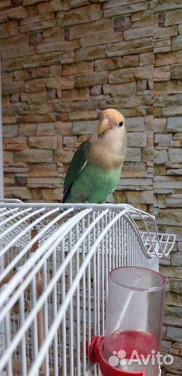 Продается парочка попугаев 