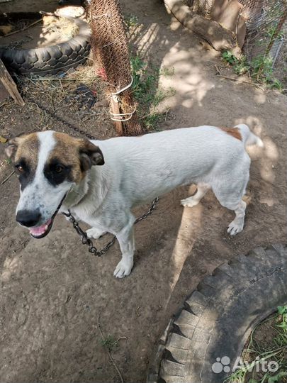 Собака охранная