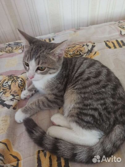 Кошка в дар