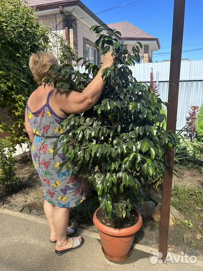 Продаю фикус дерево