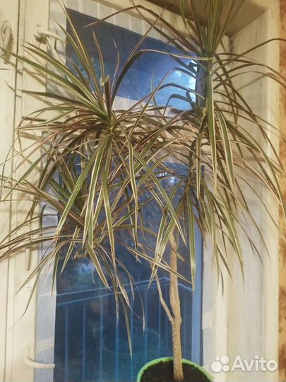 Пальма драцена