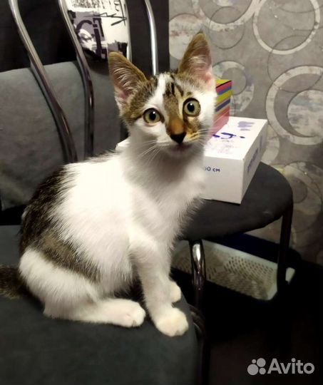 Ластик 2 месяца