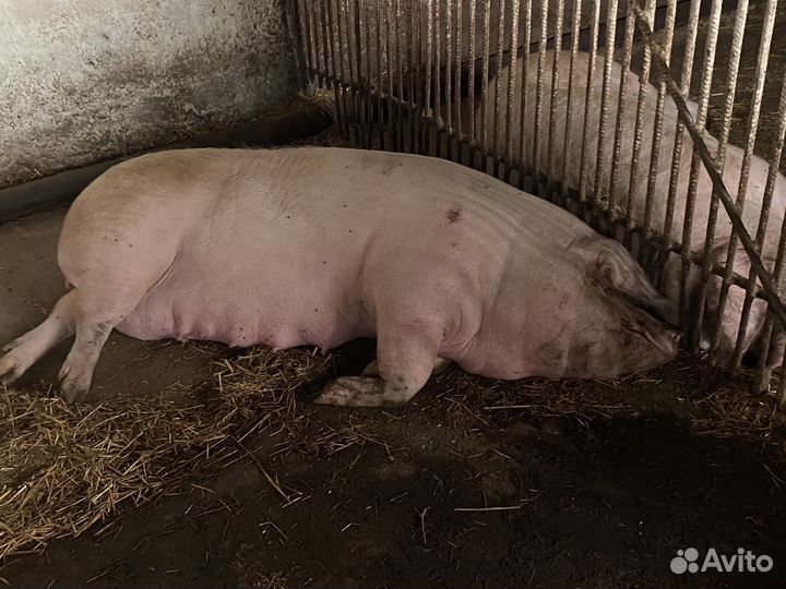 Свиноматки, хряк