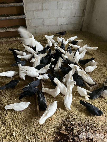 Голуби Николаевские, Пермские