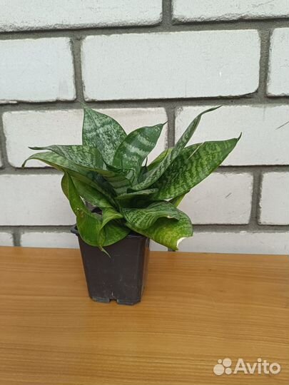 Сансевиерия