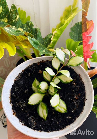 Hoya Heuschkeliana variegated Хойя Хешкелиана вар