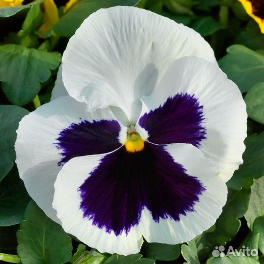 Виола Матрикс Вайт блотч (в горшке)