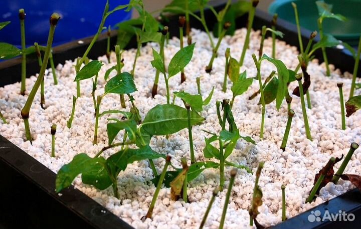 Перлитовый грунт высшего качества