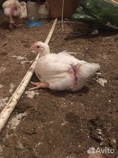 Бройлеры кобб 500 Индюшата скб