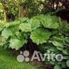 Клопогон, дармера, гортензия, пузыреплодник