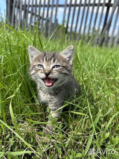 Котята в добрые руки приучены к лотку