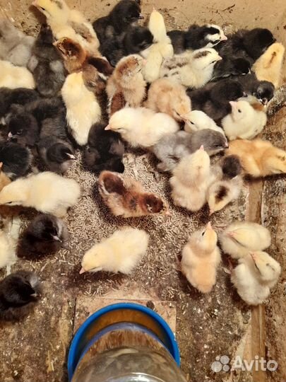 Цыплята пароды Брама,Цыплята мясо яичных пород
