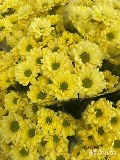 Хризантема