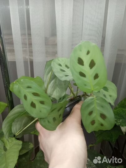 Комнатные растения