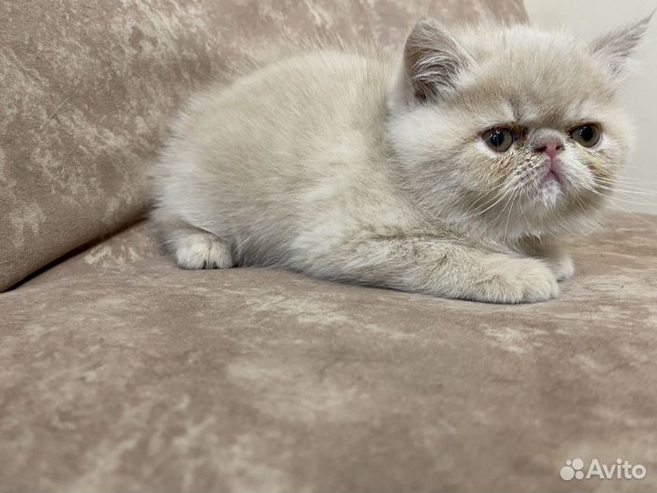 Экзотическая