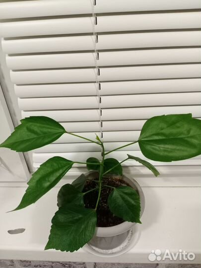 Гибискус китайская роза