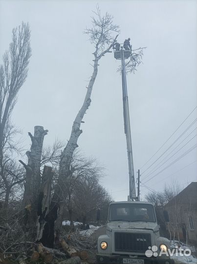 Спил, обрезка деревьев