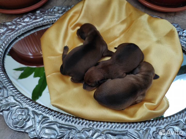 Такса, щенки, щенки таксы, гладкошерстная такса