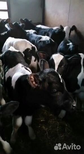 Телята бычки