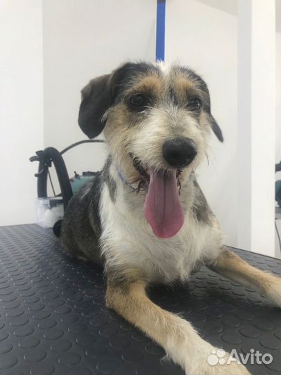 Стрижка, мытьё, вычесывание собак и кошек